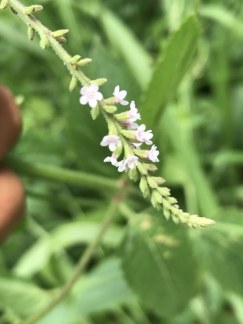 Sandpaper Vervain photo 6