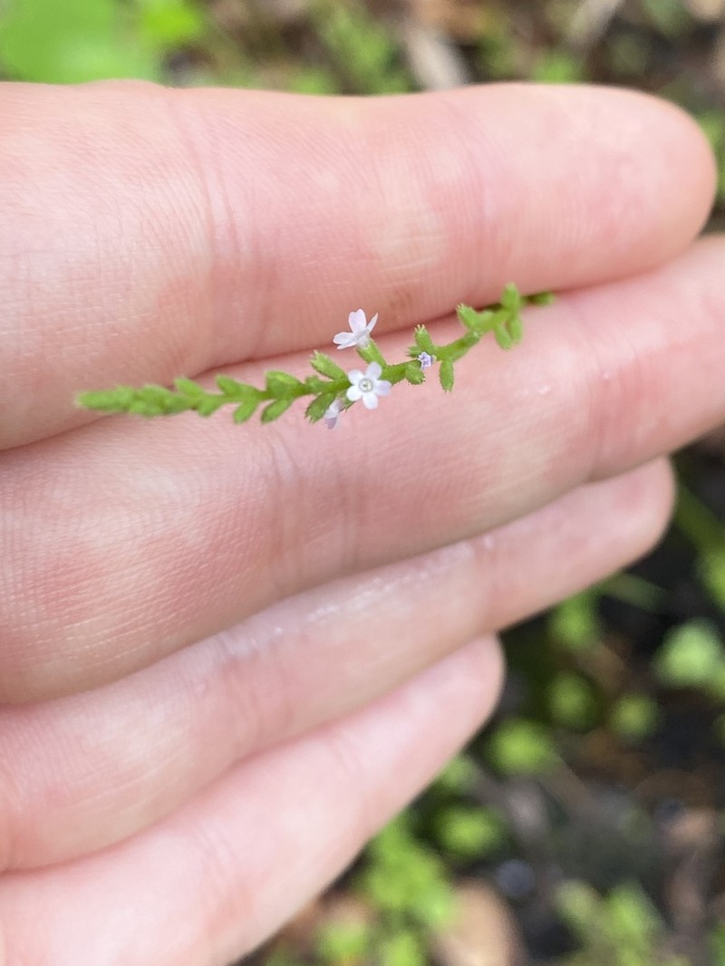 Sandpaper Vervain photo 7