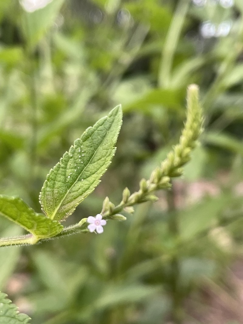 Sandpaper Vervain photo 8