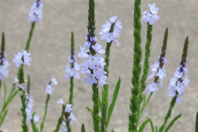 Narrowleaf Vervain photo 2