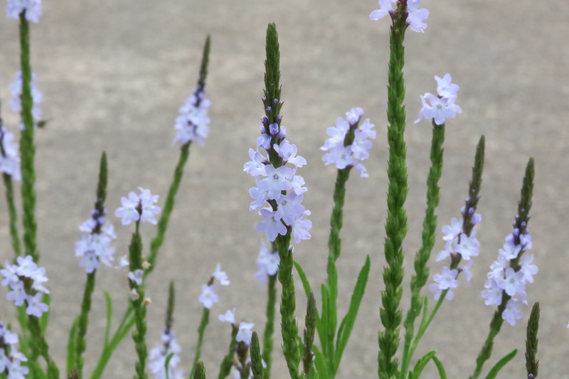 Narrowleaf Vervain photo 3
