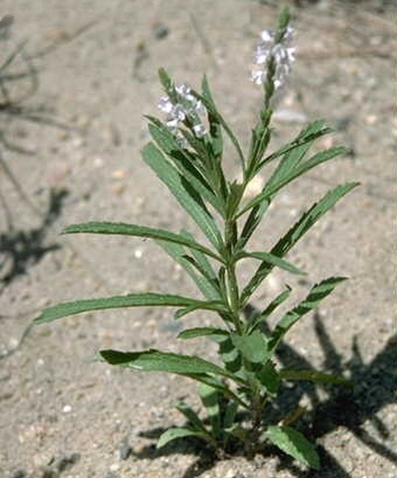 Narrowleaf Vervain photo 4