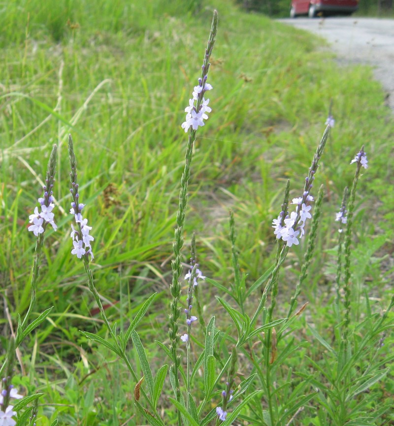 Narrowleaf Vervain