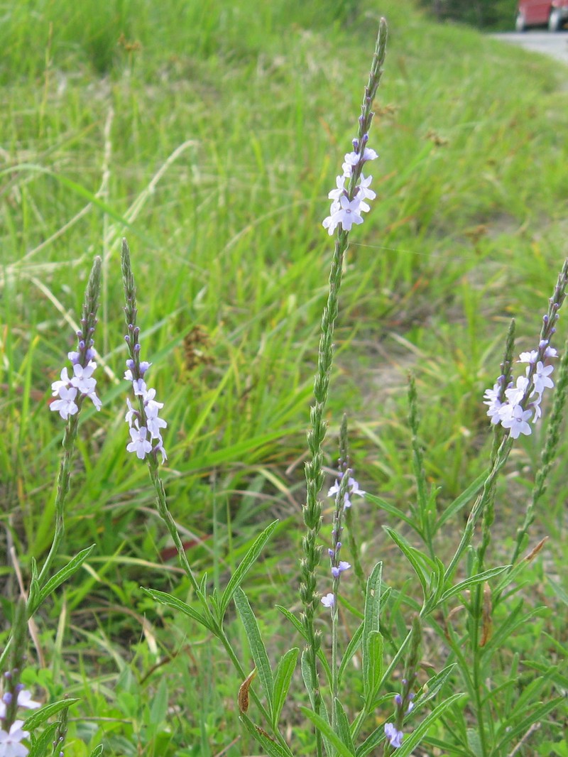 Narrowleaf Vervain photo 5
