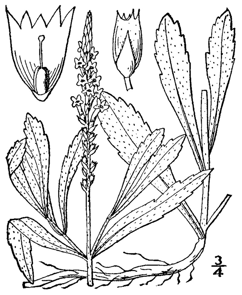 Narrowleaf Vervain photo 6