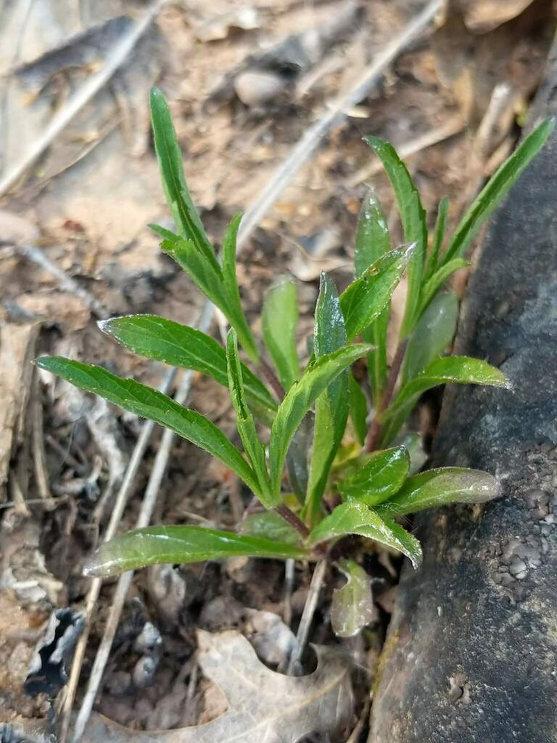 Narrowleaf Vervain photo 3
