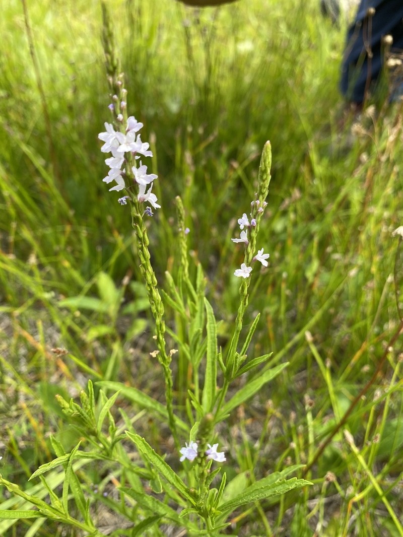 Narrowleaf Vervain photo 4