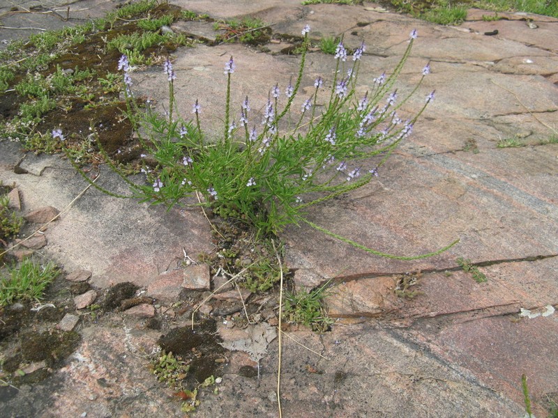 Narrowleaf Vervain photo 5