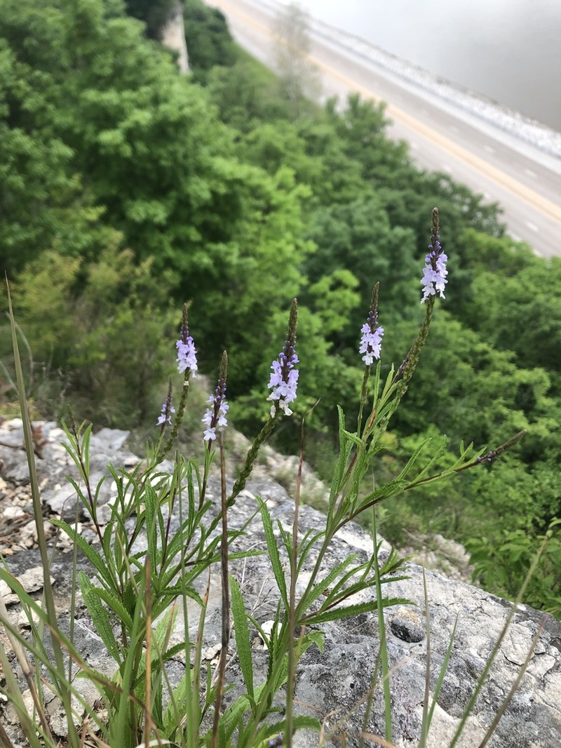 Narrowleaf Vervain photo 6
