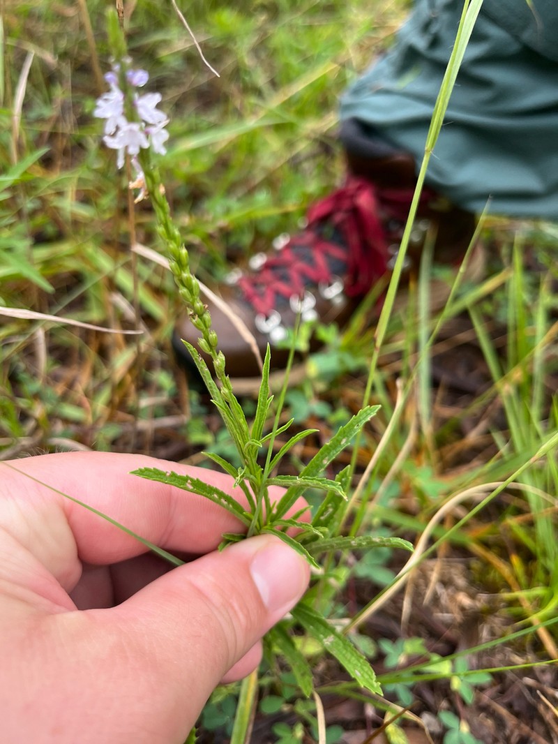 Narrowleaf Vervain photo 7