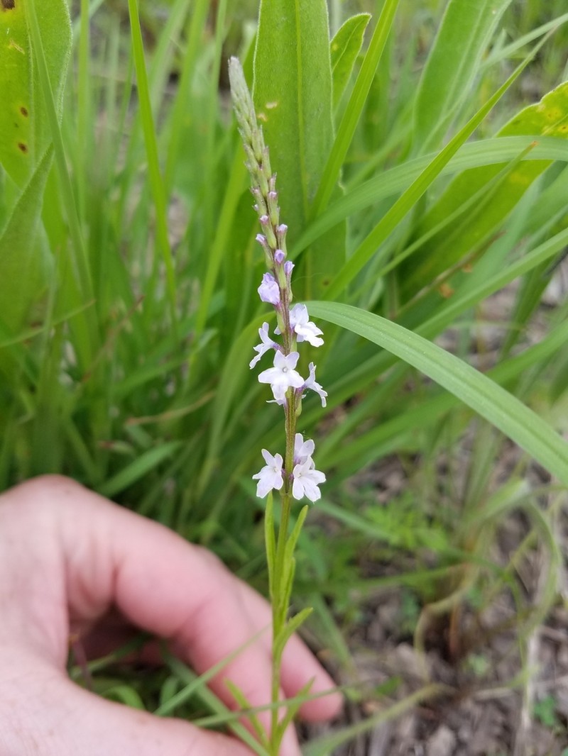 Narrowleaf Vervain photo 8