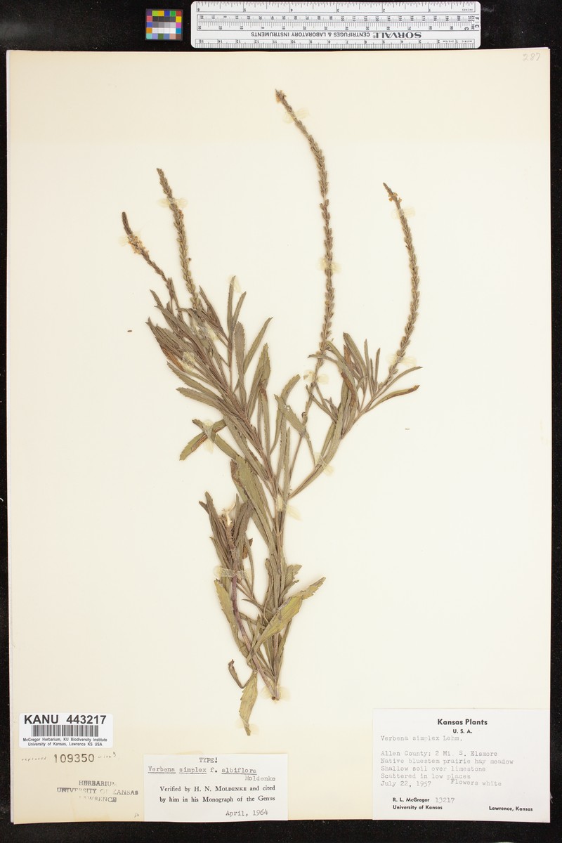 Verbena simplex var. simplex
