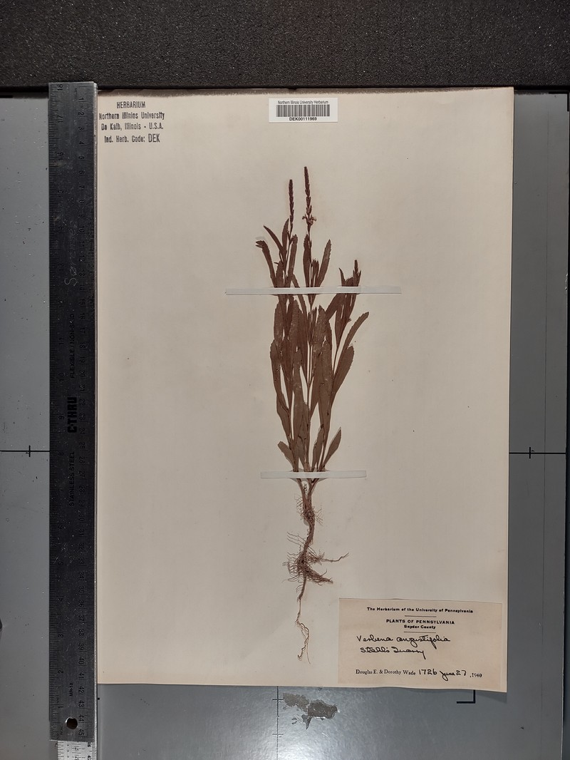 Verbena simplex var. simplex photo 2