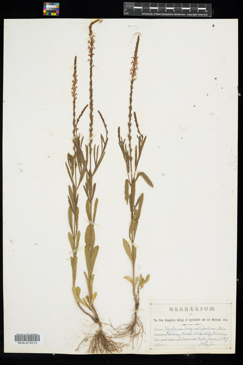 Verbena simplex var. simplex photo 3