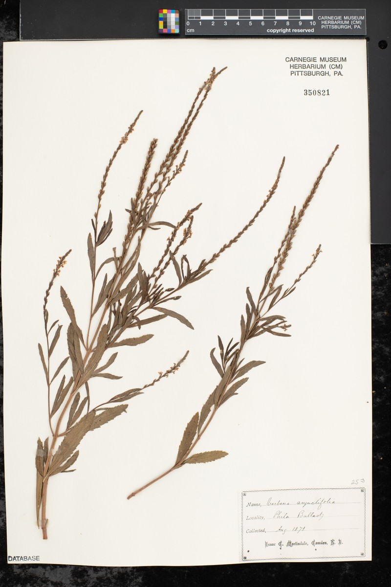 Verbena simplex var. simplex photo 4