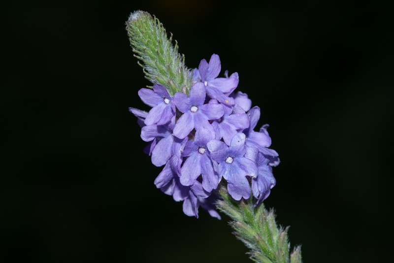 Hoary Verbena photo 3