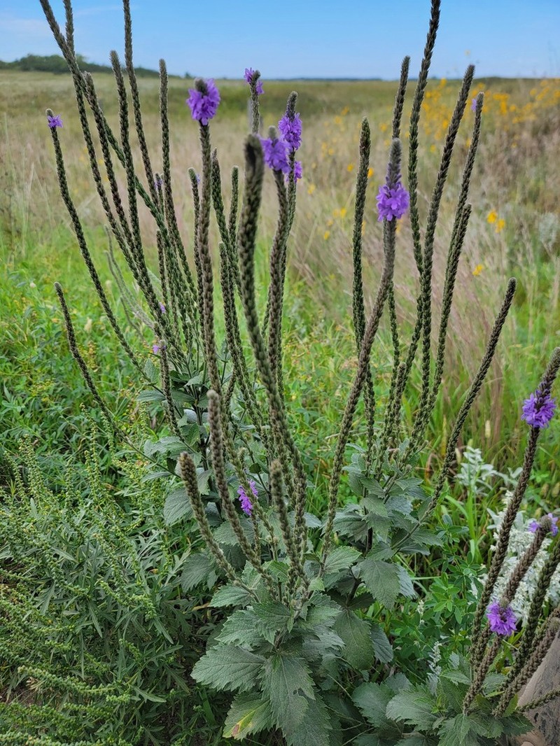 Hoary Verbena photo 5