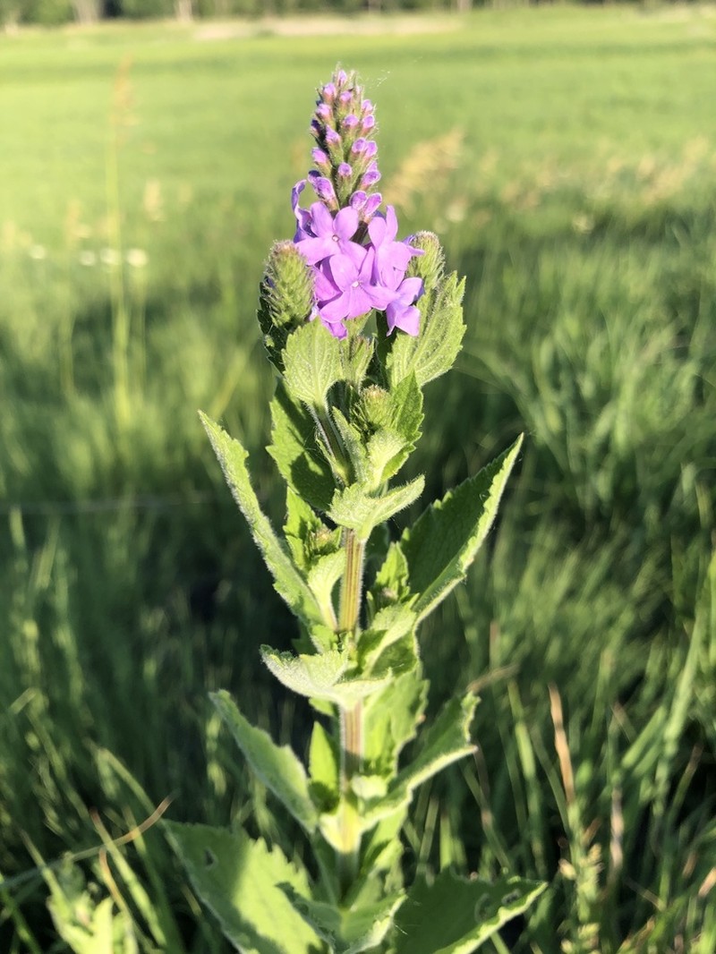 Hoary Verbena photo 6