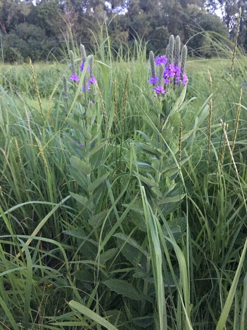 Hoary Verbena photo 7
