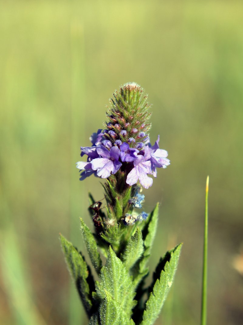Hoary Verbena photo 8