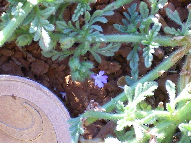Supine Vervain photo 2