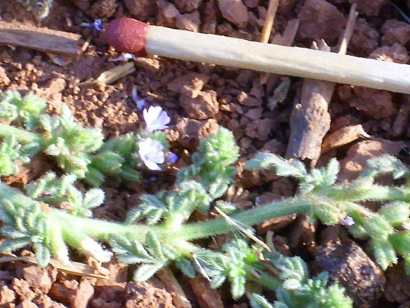 Supine Vervain photo 3