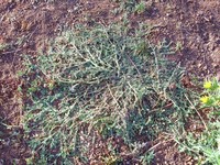 Supine Vervain