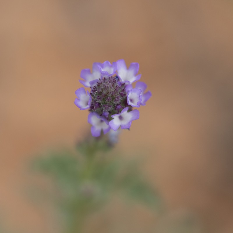 Supine Vervain photo 4