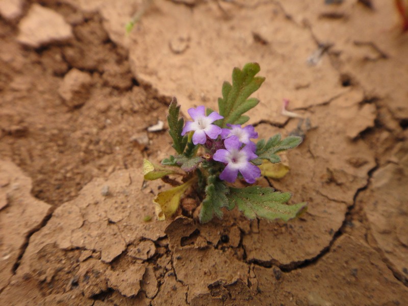 Supine Vervain photo 5