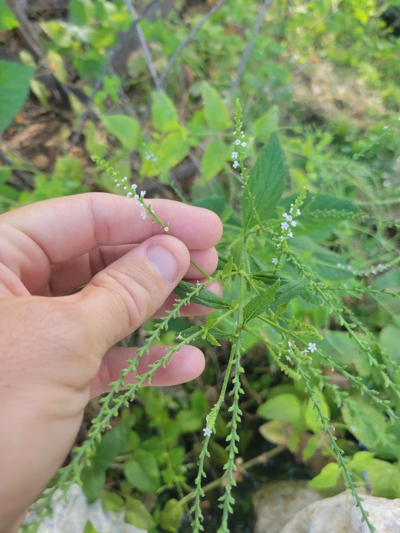 White Vervain photo 3