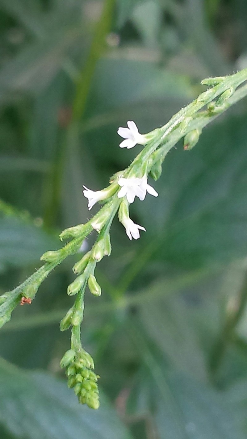 White Vervain photo 4
