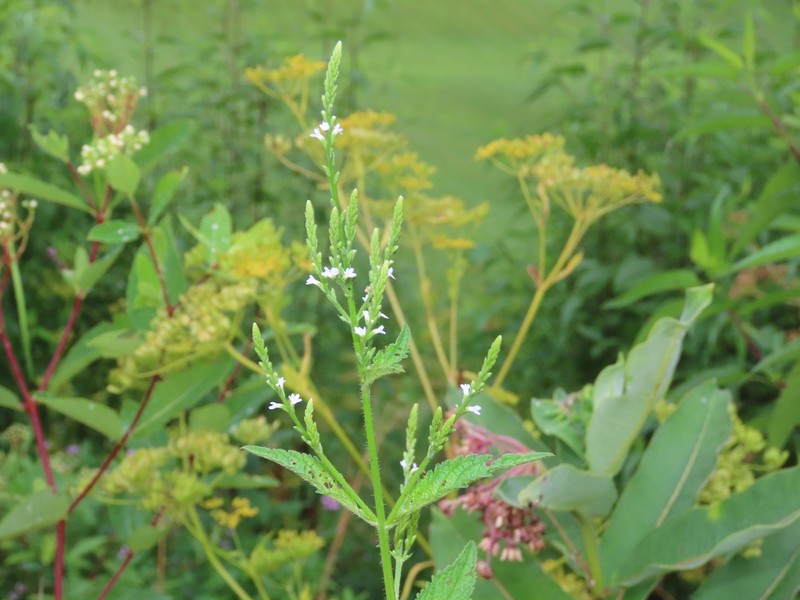 White Vervain photo 5