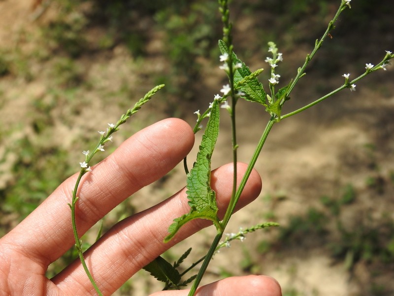 White Vervain photo 6