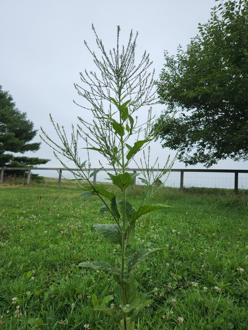 White Vervain photo 7