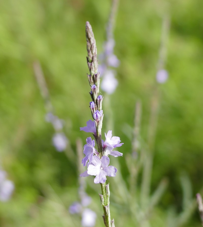 Gulf Vervain