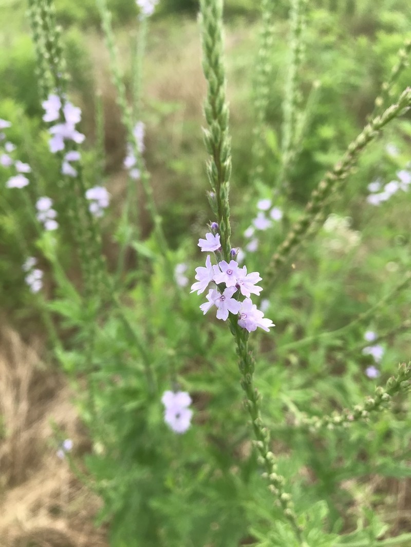 Gulf Vervain