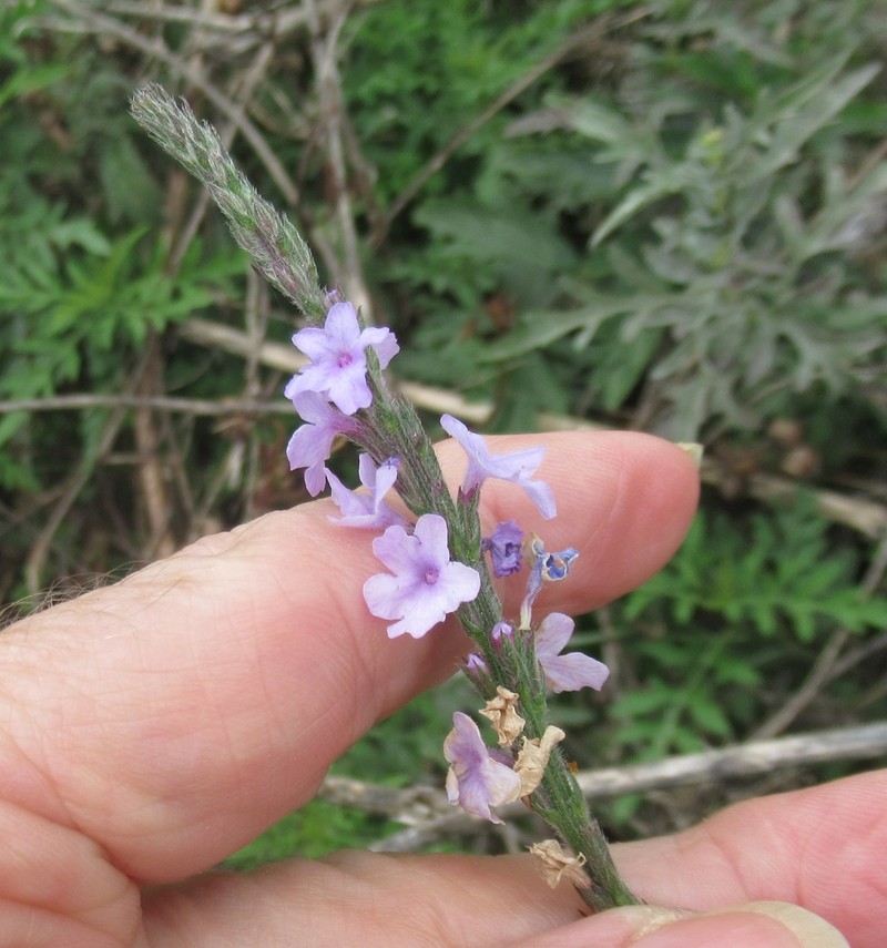 Gulf Vervain photo 2