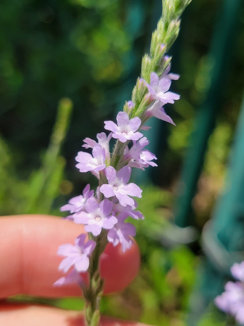 Gulf Vervain photo 3