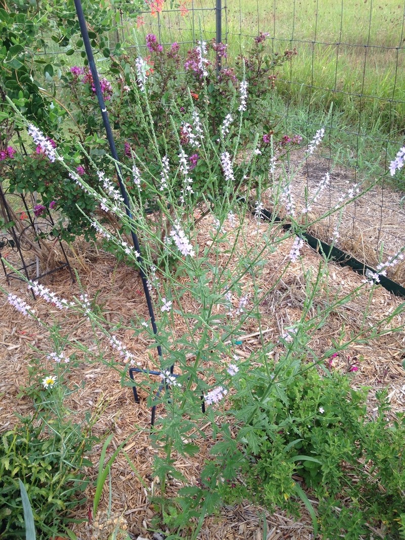 Gulf Vervain photo 4