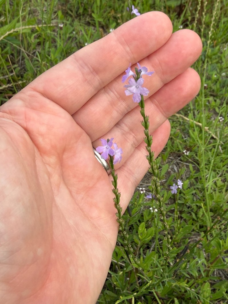 Gulf Vervain photo 5