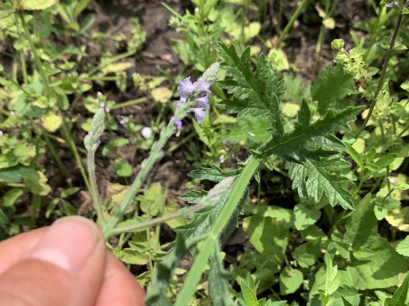 Gulf Vervain photo 6