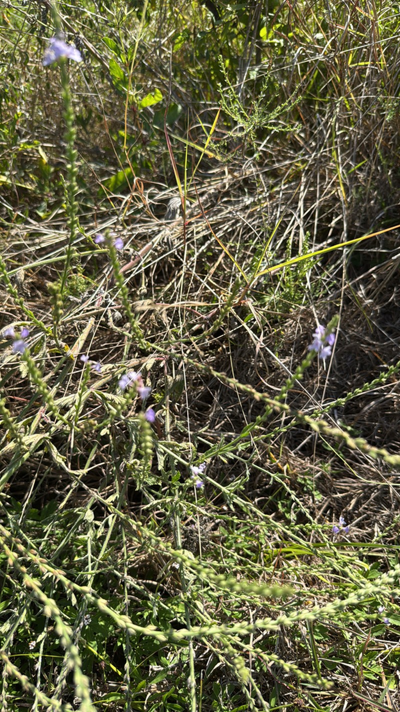 Gulf Vervain photo 7