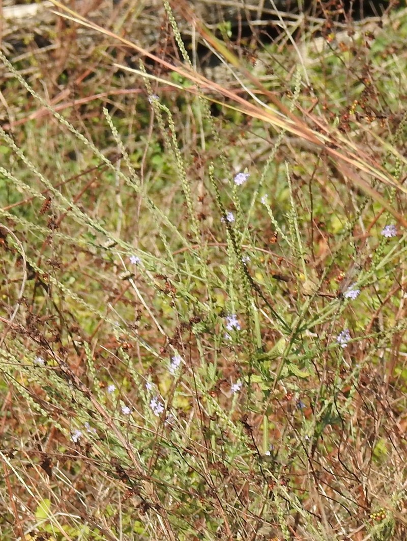 Gulf Vervain photo 8