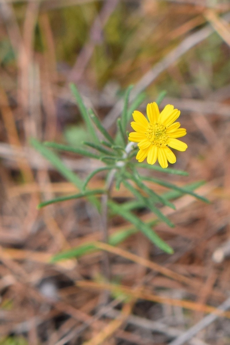 Verbesina abietifolia