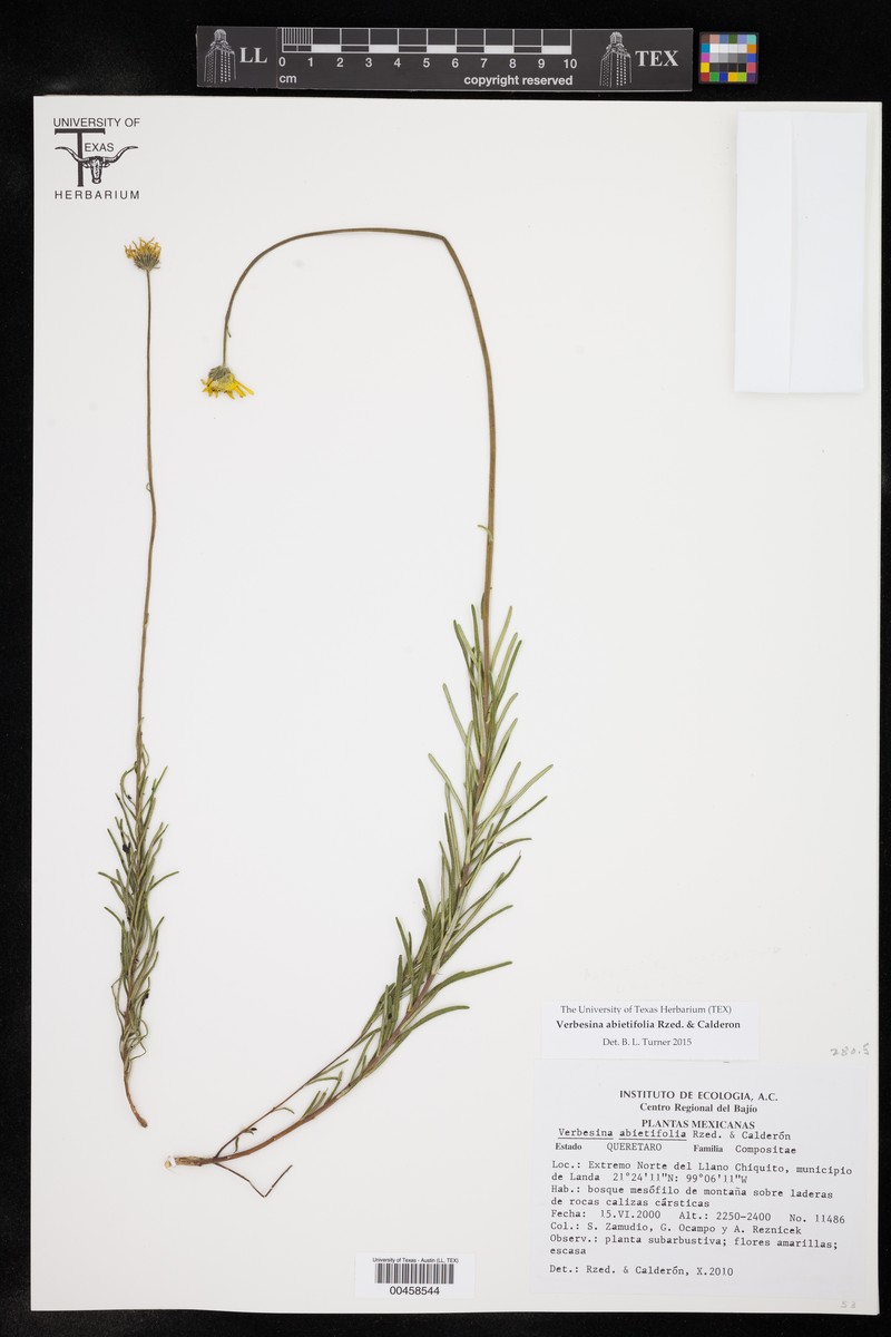 Verbesina abietifolia photo 3