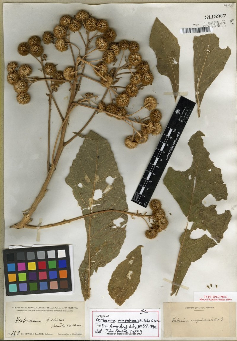 Verbesina acapulcensis