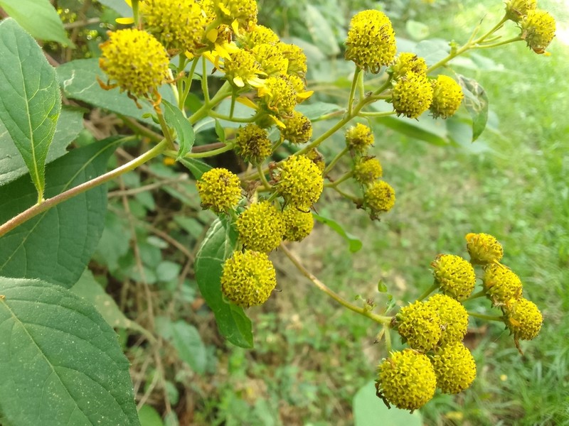 Verbesina agricolarum photo 3