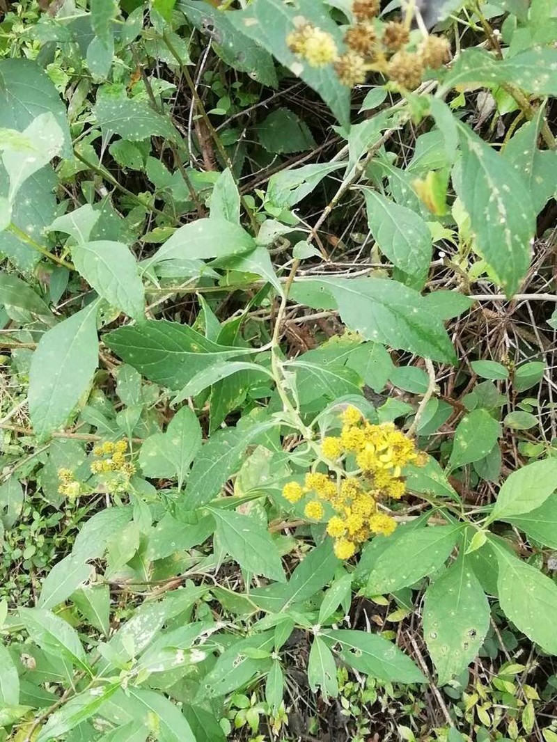 Verbesina agricolarum photo 4