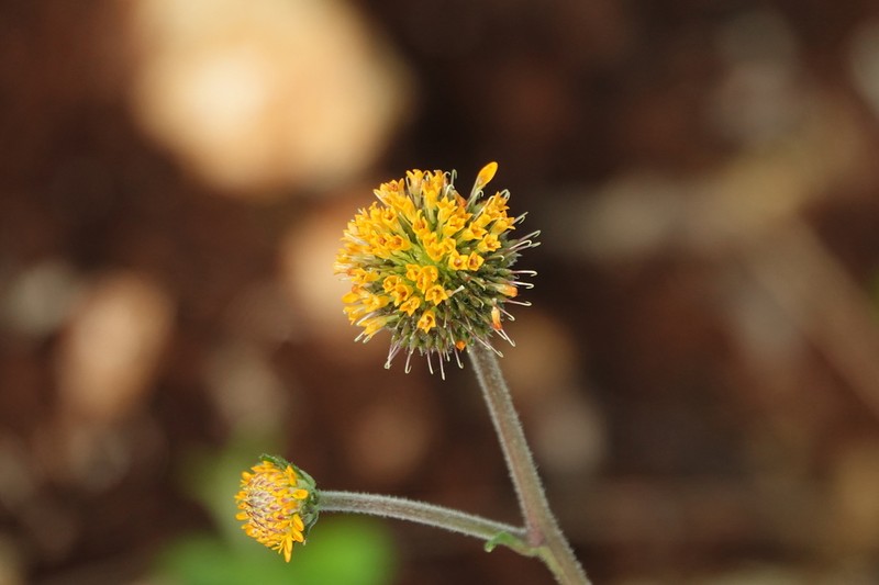 Capitaneja photo 3