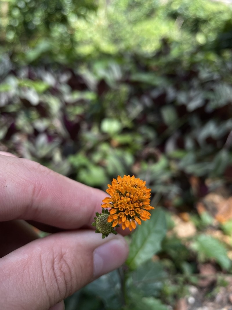 Capitaneja photo 5